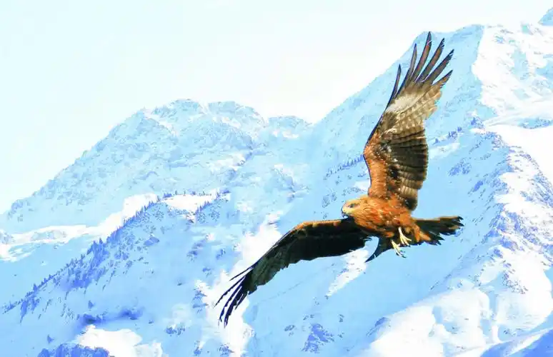 雪山飞鹰