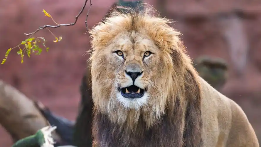 壁纸 狮子正面图,鬃毛,牙齿 1920x1200 hd 高清壁纸, 图片, 照片