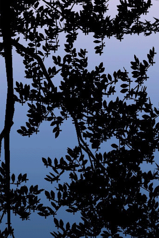 320_480竖版 竖屏gif 动态图 动图