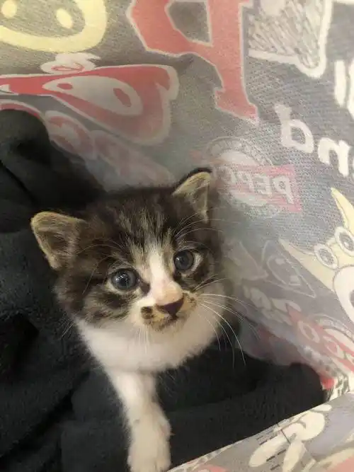 【领养】 英短串串小公猫无偿领养