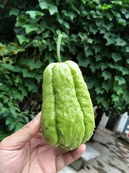 自己种的洋丝瓜