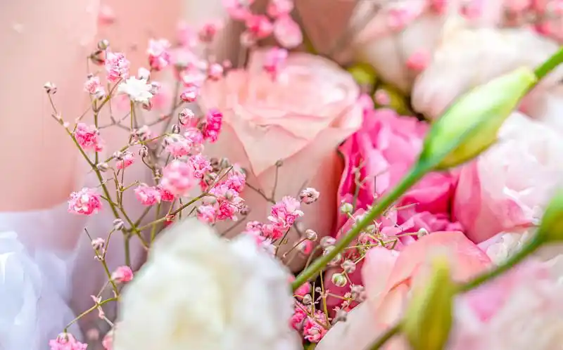 浪漫的粉色的玫瑰图片