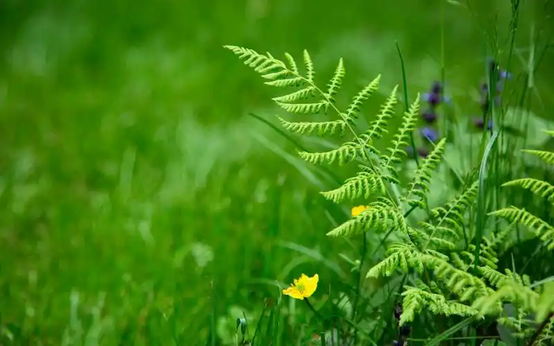清新植物绿色护眼高清电脑壁纸,美桌网专注于电脑,手机桌面壁纸,免费