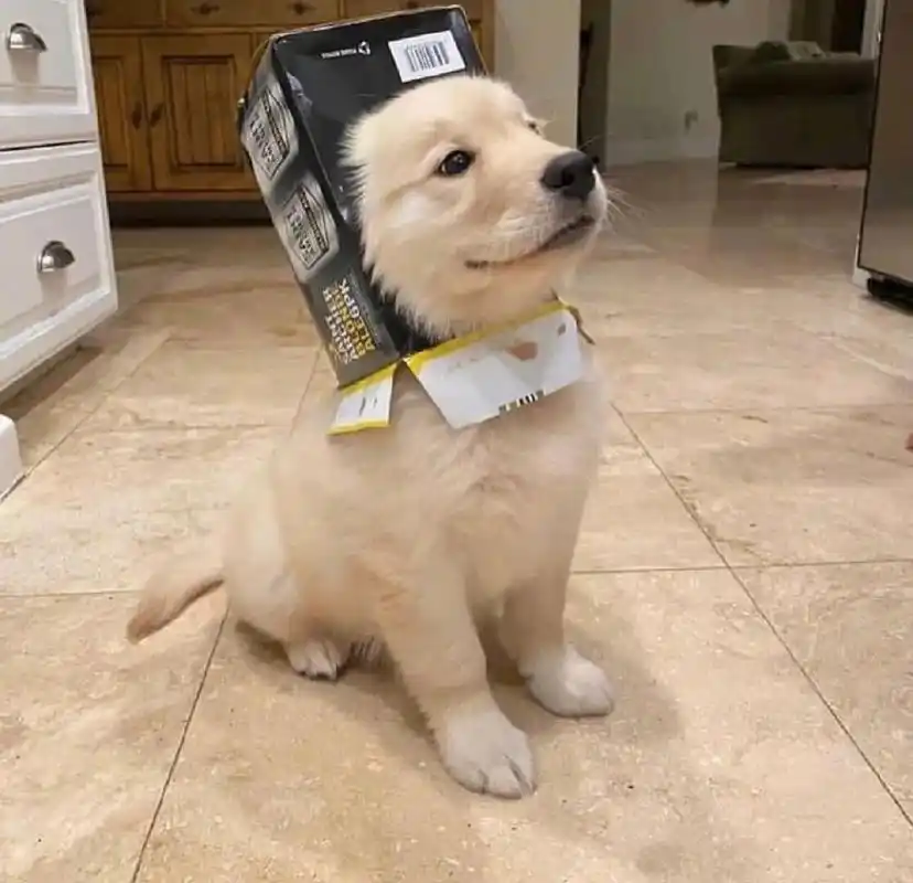 可爱微信头像 #小金毛头像# #头像# #可爱狗狗头像# #头像分享# #微信