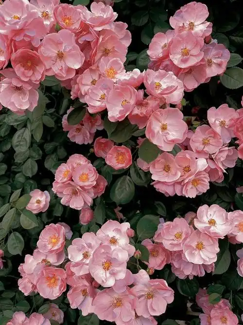 700_934竖版 竖屏