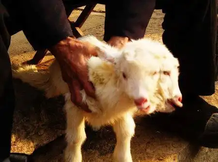 组图:山东烟台发现双头羊羔 两张嘴可同时吃奶