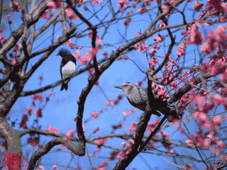 320_240gif 动态图 动图