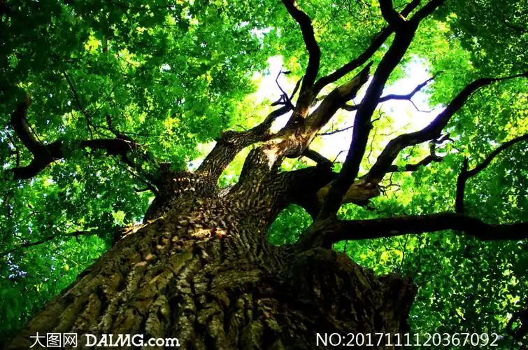 一棵参天大树仰拍视角摄影高清图片