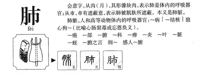 肺的部首|肺的拼音|肺的组词|肺的意思 - 查字典