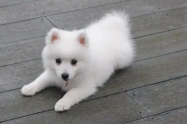 有可爱的狗狗照片吗_百度知道