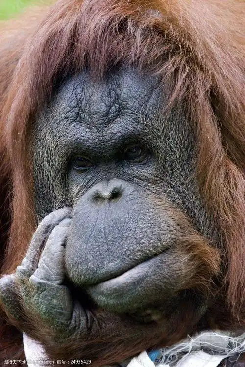 包图片大全400个可爱的表情免费版比耶表情包gif(金馆长小鸡鼓掌表情)