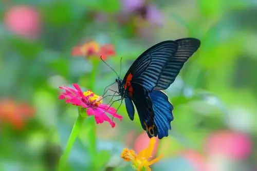 雄性"美凤蝶".应该就是梁山伯的化身