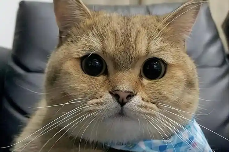 猫咪发腮保姆级教程,教你轻松养出"大饼脸"