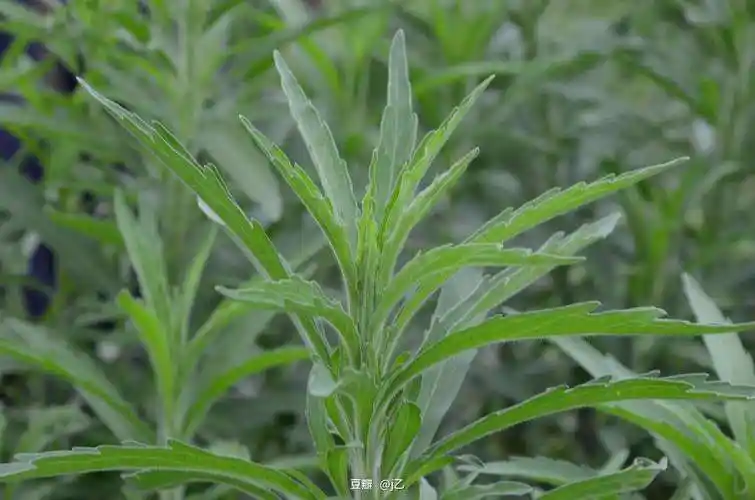 蓬草,全株可以入药,懂的人常常拔回家煮水喝|蓬草|农村|飞蓬_新浪新闻