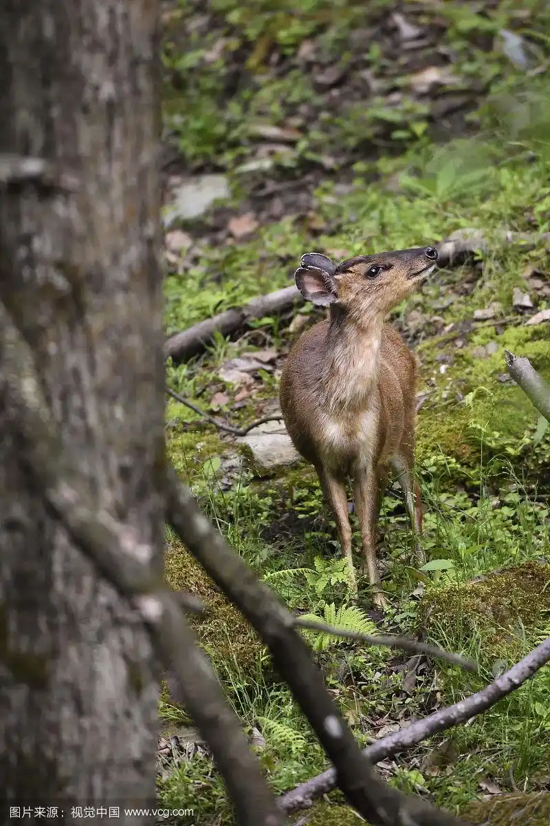 中国四川省唐家河国家级自然保护区,野麂(montiacus reevesi),成年雌