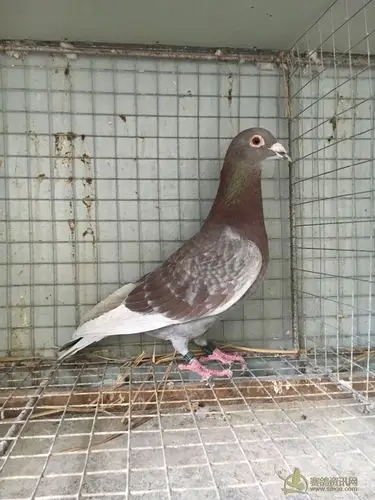 江苏漂亮 红雨点雄鸽 (已售)