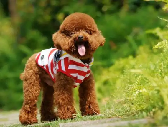 萌物可爱泰迪狗狗高清原图查看 (2/10)