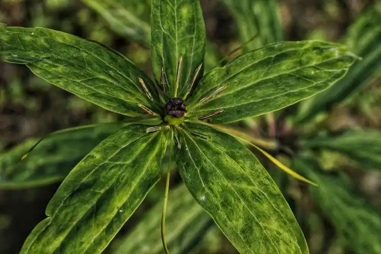 重楼图片(重楼图片植物)