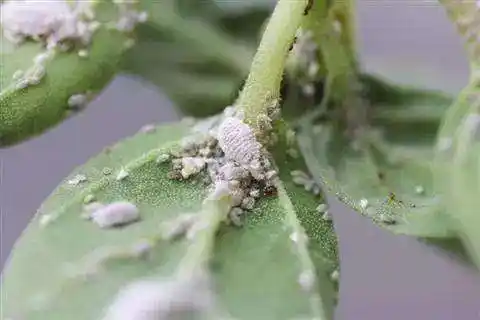 有人知道这个白虫是什么虫子?