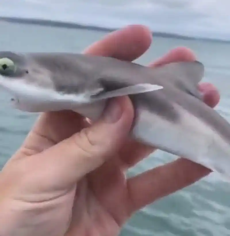 没想到这条小鲨鱼看起来很可爱,我很想养一只.[偷笑]