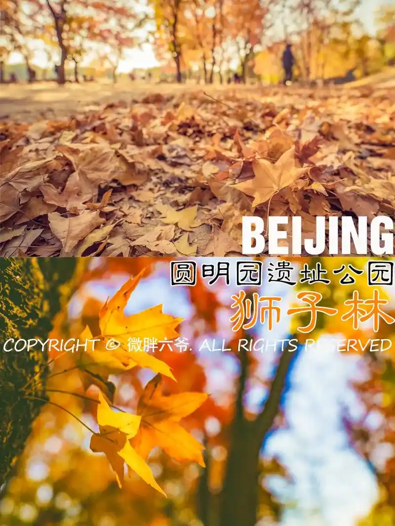 北京旅行|京城最美枫叶品鉴 圆明园狮子林.