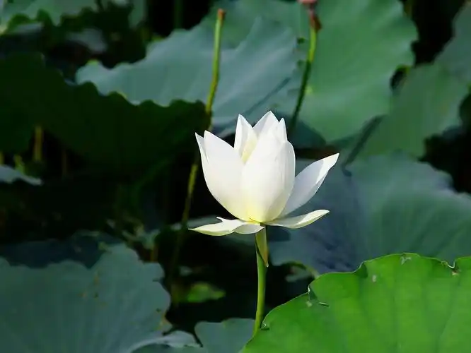 白色荷花( 8张 )