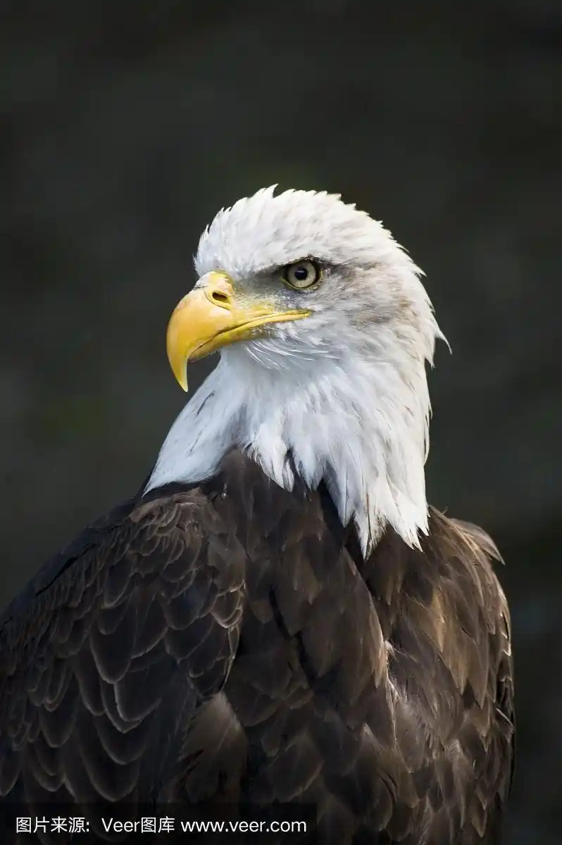 巨大的,鹰,垂直画幅,野生动物,鸟类