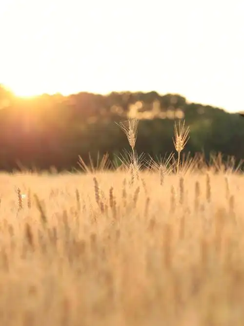 同样是金色的麦穗,却能嚷笏肷系娜送计金色麦子图片大全麦田里的狐狸