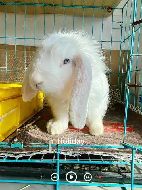 好了下一步该吃什么呢