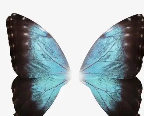 十二星座 炫酷 翅膀,天蝎座的耀眼,狮子座的最漂亮,你的呢