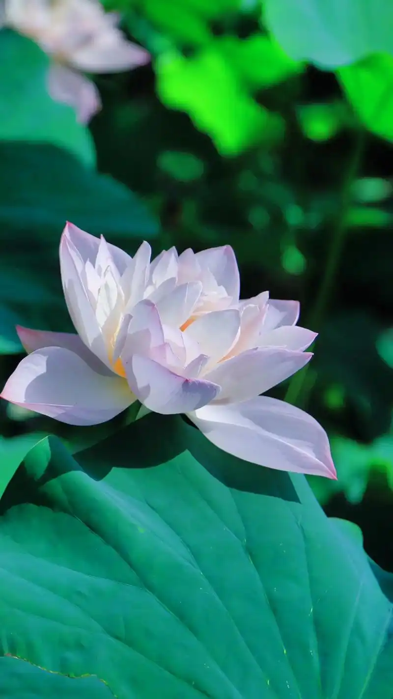 夏日炎炎 | 好运莲莲.说不清楚自己,为什么喜欢莲花,或许是 - 抖音