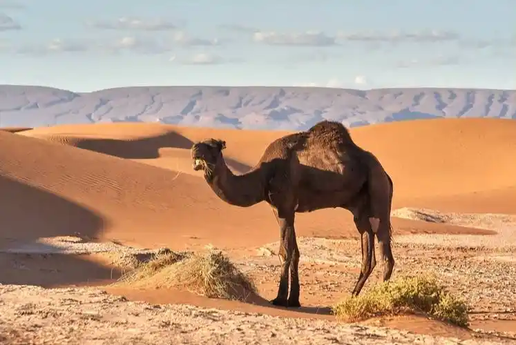 原创连森蚺大象都会被捕食却好像没食肉动物捕食骆驼为什么