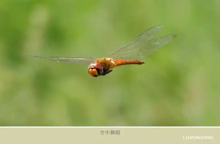空中抓拍飞舞的蜻蜓