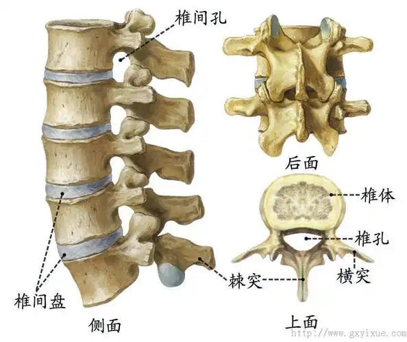 详情介绍 本图册为运动系统-骨图片 上一个: 解剖绪论 下一个: 骨骼肌