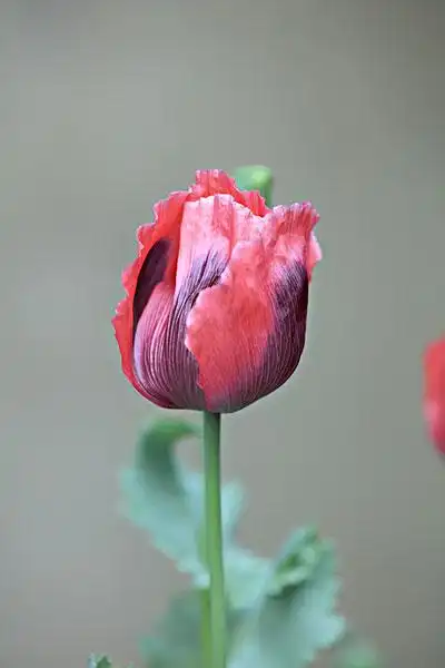 罂粟花图片大全大图(罂粟花图片大全大图唯美)