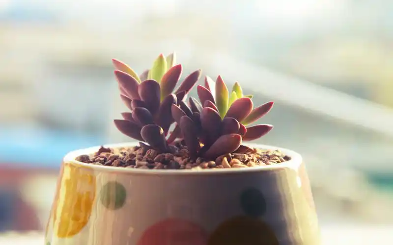 日系清新多肉植物