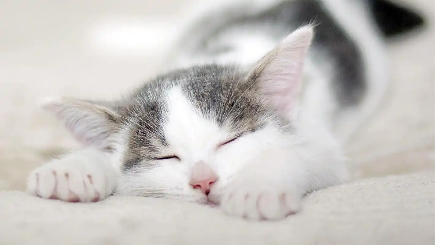 电脑壁纸 动物 可爱萌宠小猫咪卖萌写真