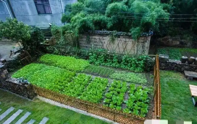 你家小院的"菜池"这样设计,最美|蔬菜|庭院|种植|菜园_网易订阅