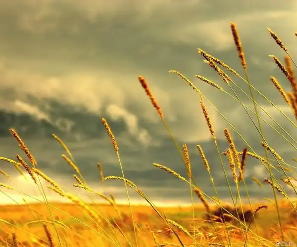 午后柠檬树下的阳光 超强视觉