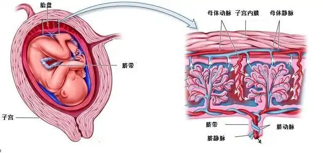 吃胎盘真的大补?