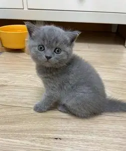 纯种蓝猫幼猫英短矮脚宠物猫猫咪活物活的可爱小奶猫蓝猫幼宠活体