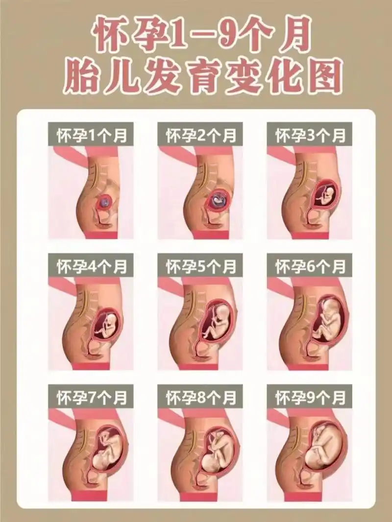 【胎儿1-9月发育图】  为了能帮助大家对怀孕周期有一个正确的认识