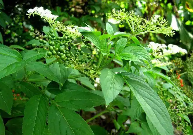 接骨草也叫白龙骨或者乌骨麻,或者乌骨麻,是中国中药家族的一个重要