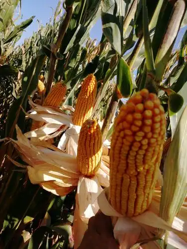 矮杆耐抗倒高产品种!