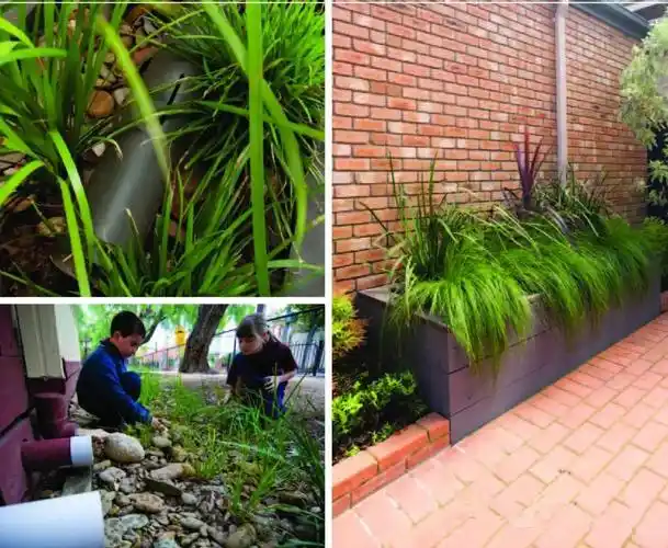 [分享]雨水花园的植物搭配