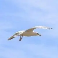 蓝天白云海鸥头像 大海海鸥高清大图【点击鼠标右键下载】