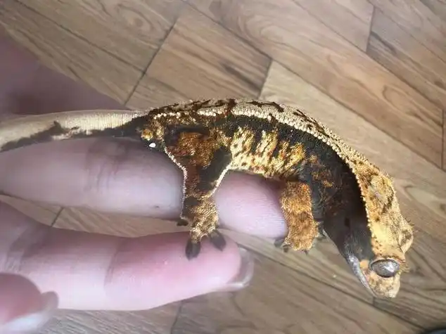 守宫部落 - 专业守宫养殖交流社区-上海尧蔚格商贸有限公司