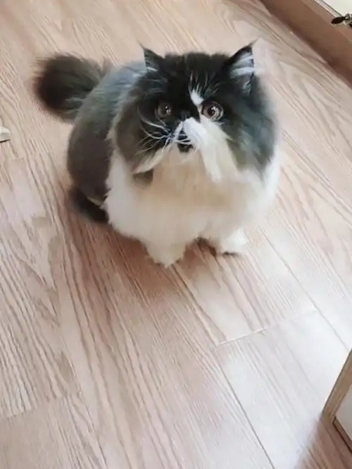 加菲黑白长毛波斯异国