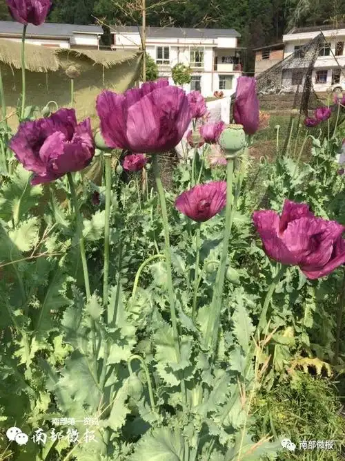 建兴一村民私自种植罂粟壳鸦片烟果被民警全部铲除