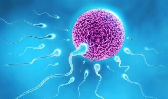 成熟的卵子有多大成熟的卵子有多大成熟卵子有多大